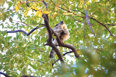 Bayağı atmaca (Accipiter nisus) Japonya'da