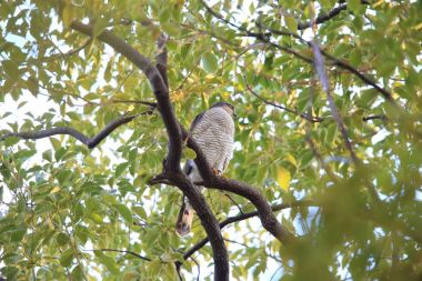 Bayağı atmaca (Accipiter nisus) Japonya'da