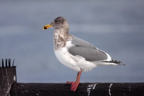 Glaucous Winged Gull Larus Glaucescens Japan — Stock Photo, Image