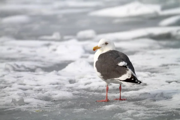 Skifferryggad Mås Larus Schistisagus Japan — Stockfoto