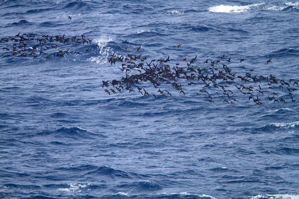 Λοφιοφόρη Auklet Aethia Cristatella Στην Ιαπωνία — Φωτογραφία Αρχείου