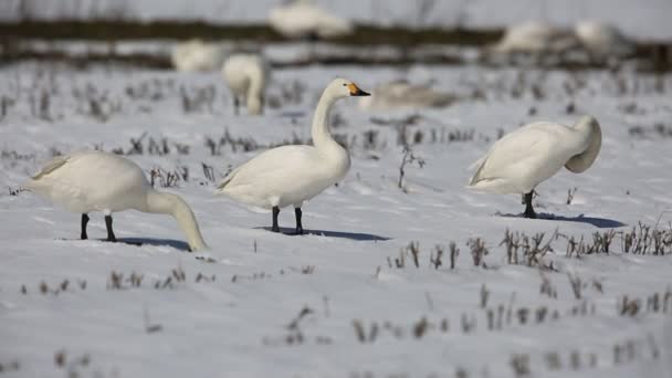 Cygne Siffleur Cygnus Columbianus Japon — Video