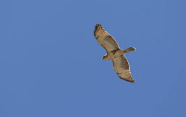 Bonin Şahin (Buteo japonicus toyoshimai) Ogasawara Island, Japonya