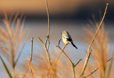 Büyük gri örümcek kuşu (Lanius excubitor) Japonya'da