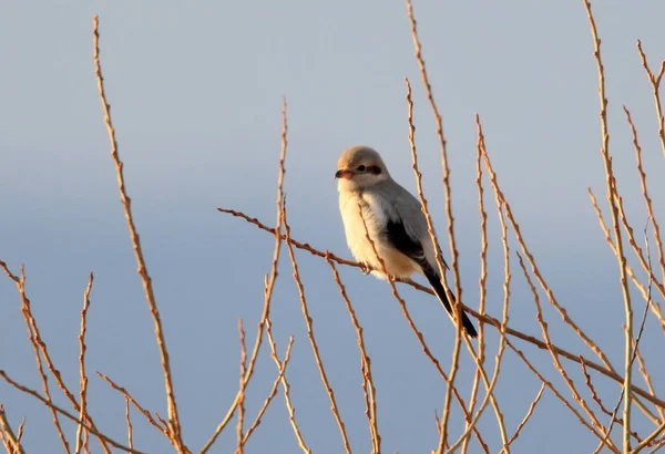 Grande Shrike Cinzento Lanius Excubitor Japão — Fotografia de Stock