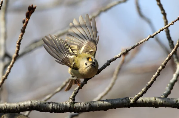 Goldwappen Regulus Regulus Japan — Stockfoto