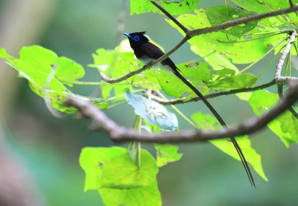Japonais Paradise Flycatcher Terpsiphone Atrocaudata Mâle Japon — Photo