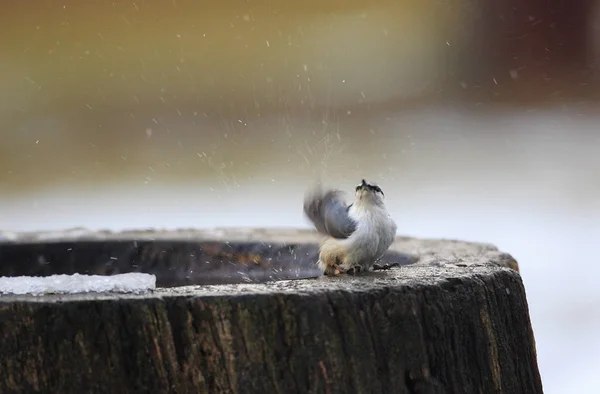 Nuthatch Euroasiático Sitta Europaea Hokkaido Japón — Foto de Stock