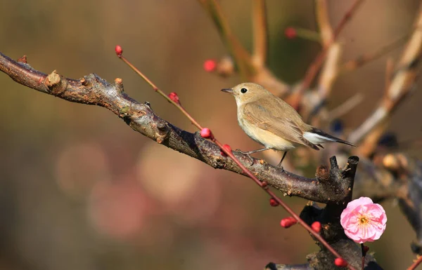 Moucherolle Poitrine Rouge Ficedula Parva Japon — Photo