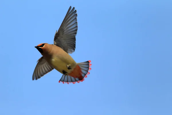 Japanse Pestvogel Bombycilla Japonica Japan — Stockfoto