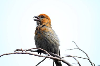 Kocabaş kadın (Pinicola enucleator) Japonya'da çam