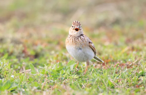 Skowronek Zwyczajny Lub Japoński Skowronek Alauda Arvensis Japonica Japonii — Zdjęcie stockowe