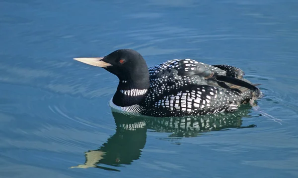 Sarı gagalı Loon veya beyaz gagalı dalgıç (Gavia adamsii) Japonya'da