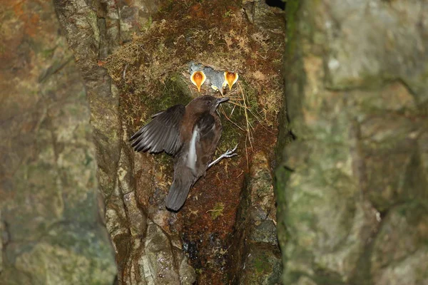 Hnědý Vůz Cinclus Pallasii Japonsku — Stock fotografie