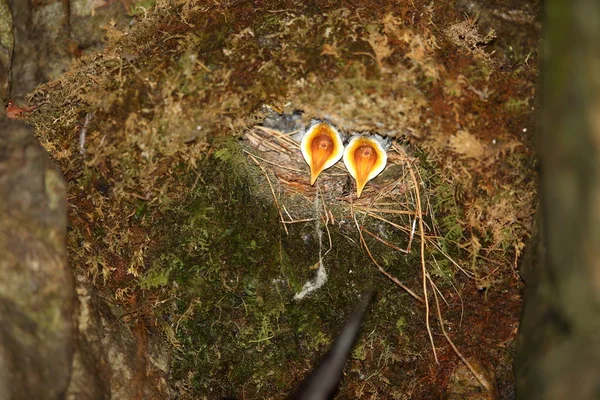 Hnědý Vůz Cinclus Pallasii Japonsku — Stock fotografie