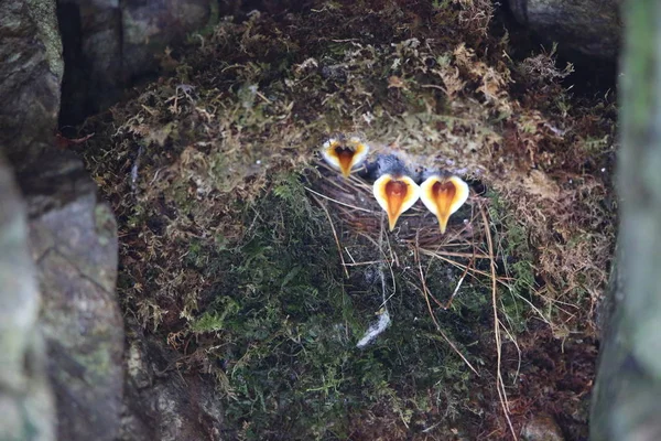 Hnědý Vůz Cinclus Pallasii Japonsku — Stock fotografie