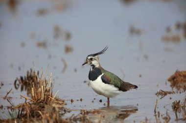 Japonya Kuzey kız kuşu (vanellus vanellus)