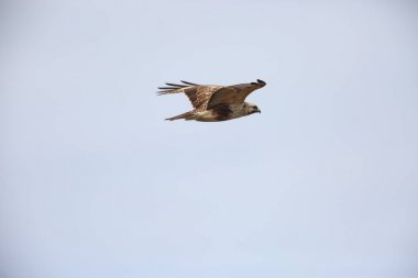Doğu Şahin ya da Japonya'da Japon Şahin (Buteo japonicus)