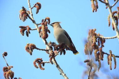 Bohem İpekkuyruk (Bombycilla garrulus) Japonya'da