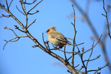 Bohem İpekkuyruk (Bombycilla garrulus) Japonya'da