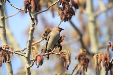 Bohem İpekkuyruk (Bombycilla garrulus) Japonya'da