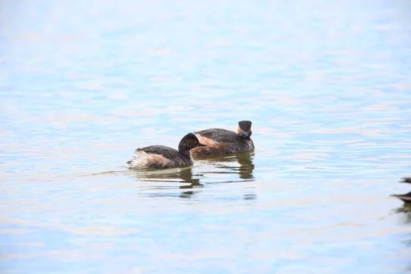 Grèbe Cou Noir Podiceps Nigricollis Japon — Photo