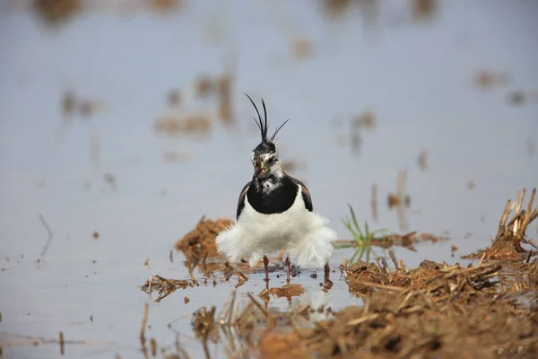 Lapwing Settentrionale Vanellus Vanellus Giappone — Foto Stock