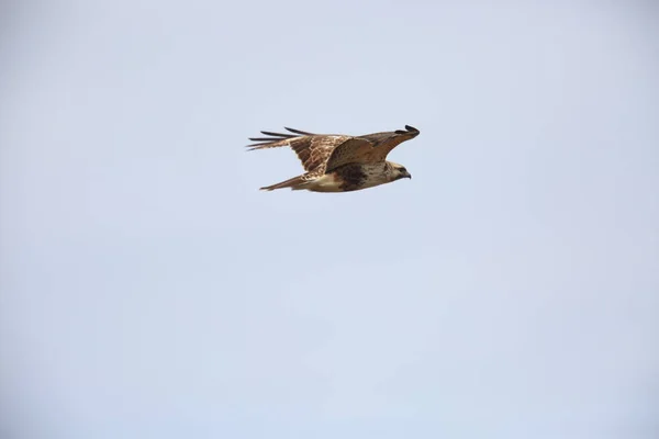 Oostelijke Buzzard Japanse Buizerd Buteo Japonicus Japan — Stockfoto