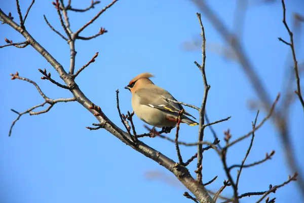 보헤미안 Waxwing Bombycilla 어치속 일본에서 — 스톡 사진