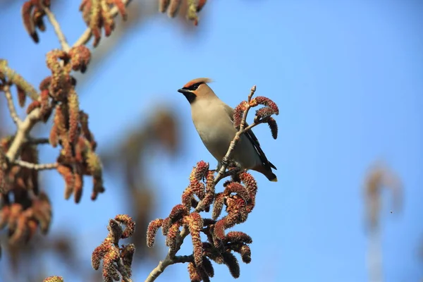 波希米亚连雀 Bombycilla Garrulus 在日本 — 图库照片