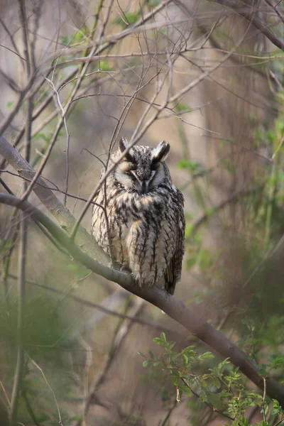 Hibou Des Marais Asio Otus Japon — Photo