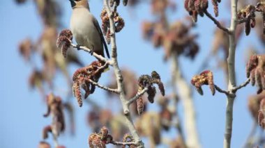 Bohem İpekkuyruk (Bombycilla garrulus) Japonya'da