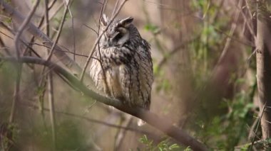 Japonya'da uzun kır baykuşu (ASIO otus)