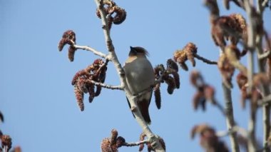 Bohem İpekkuyruk (Bombycilla garrulus) Japonya'da