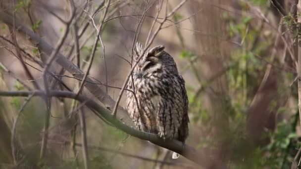 Long Eared Owl Asio Otus Japan — Stock Video