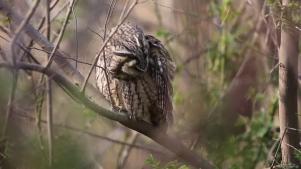 Long Eared Owl Asio Otus Japan — Stock Video