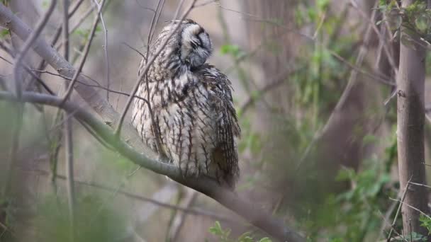 Long Eared Owl Asio Otus Japan — Stock Video