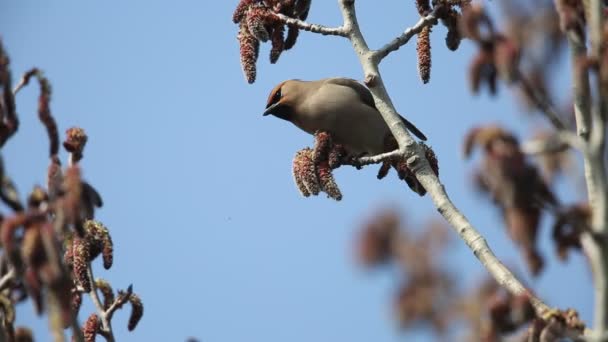 波希米亚连雀 Bombycilla Garrulus 在日本 — 图库视频影像