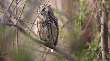Japonya'da uzun kır baykuşu (ASIO otus)