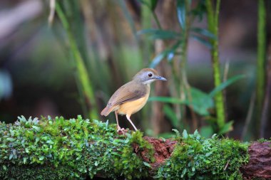 Kısa kuyruklu yedikardeşi (Malacocincla malaccensis) Borneo, Malezya