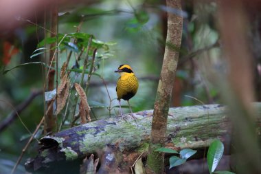 Borneo, Malezya Borneo şeritli pide (Hydrornis schwaneri) erkek