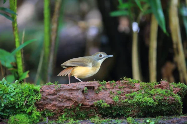 Kurzschwanzgeplapper Malacocincla Malaccensis Borneo Malaysien — Stockfoto