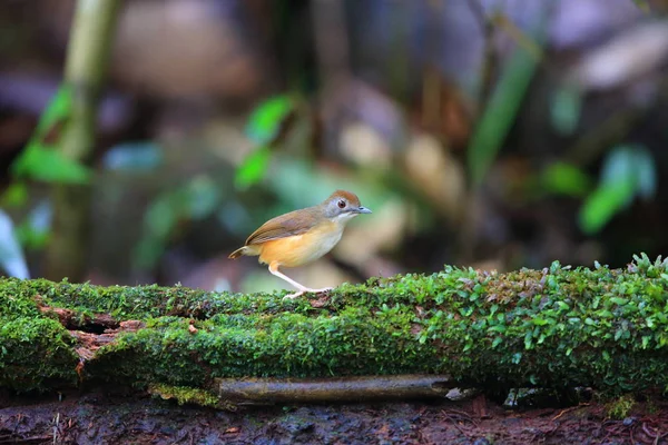 Kısa kuyruklu yedikardeşi (Malacocincla malaccensis) Borneo, Malezya