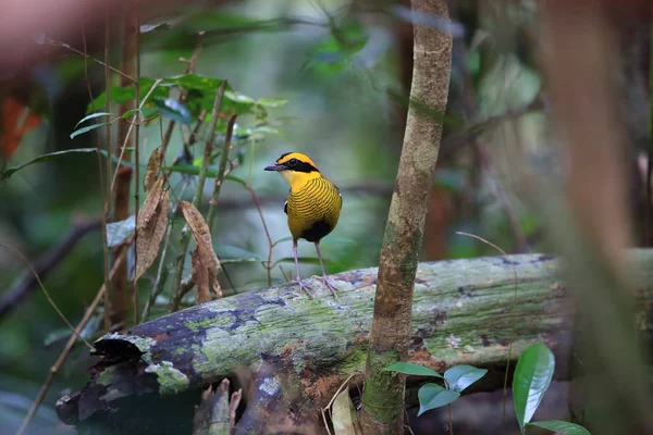 Borneański Męskie Wierszowych Pitta Hydrornis Schwaneri Borneo Malezja — Zdjęcie stockowe