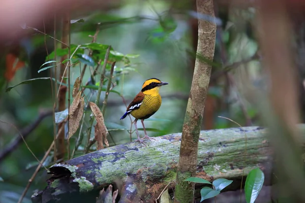 Borneose Gestreepte Pitta Hydrornis Schwaneri Mannelijk Borneo Maleisië — Stockfoto