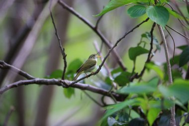 Ijima'nın yaprak çıvgın (Phylloscopus ijimae) Miyake Island, Japonya