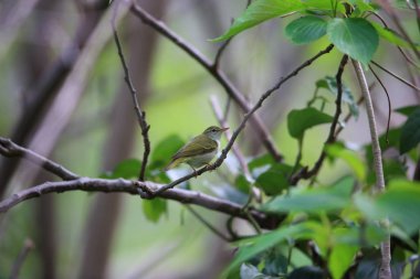 Ijima'nın yaprak çıvgın (Phylloscopus ijimae) Miyake Island, Japonya