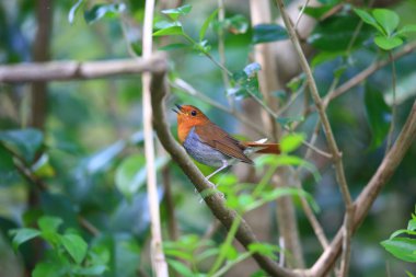 Japon robin (Erithacus akahige tanensis) Miyake Island, Japonya 