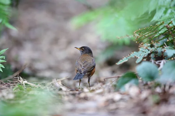 Tordo Las Islas Izu Turdus Celaenops Japón — Foto de Stock