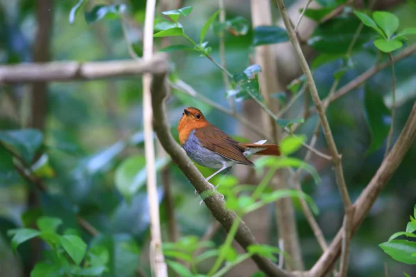 Robin Japonais Erithacus Akahige Tanensis Dans Île Miyake Japon — Photo